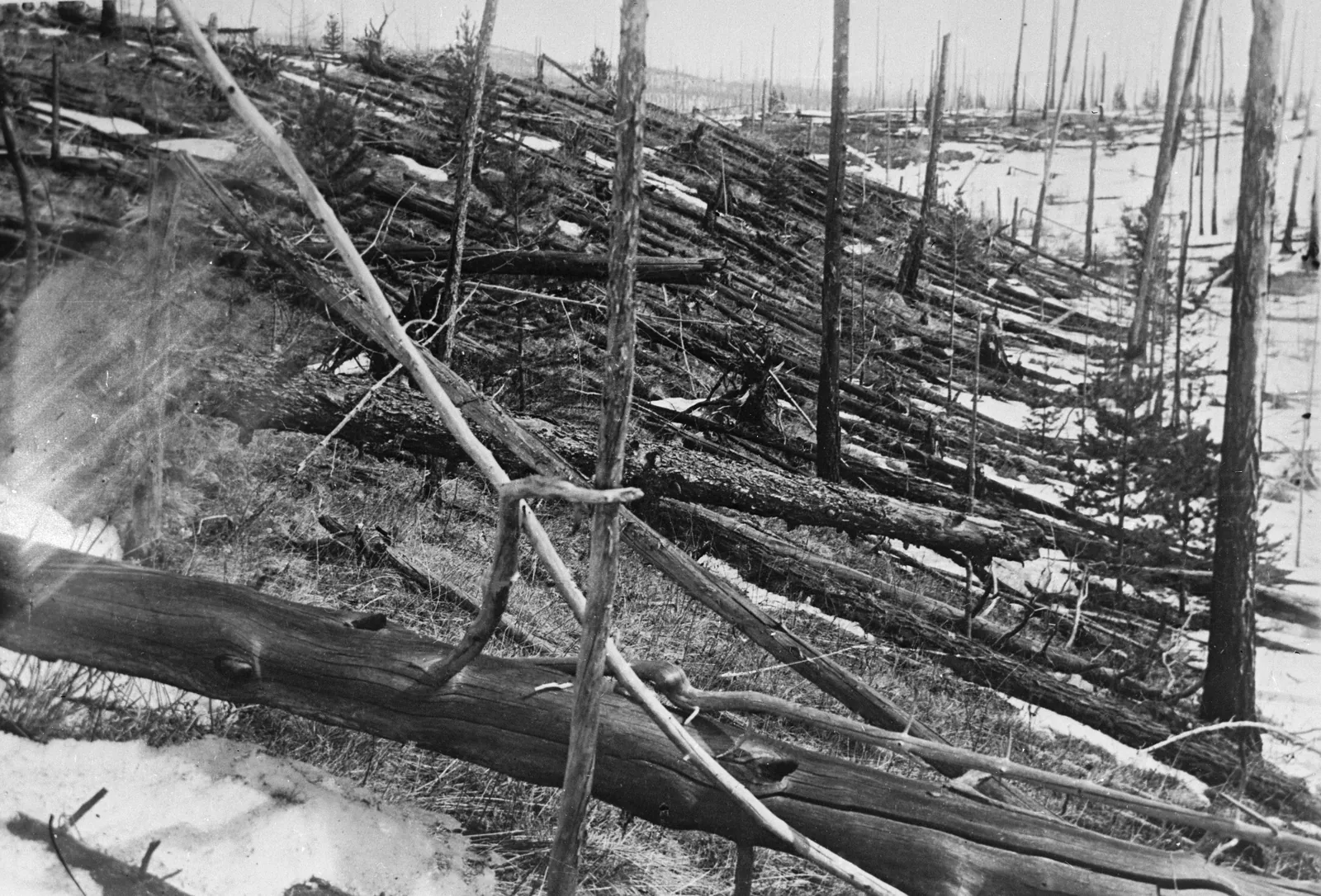 Поваленный лес на месте Тунгусского взрыва. Экспедиция Леонида Кулика, 1929 год